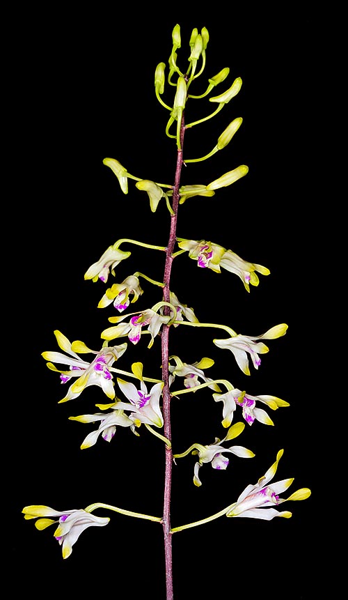 Dendrobium canaliculatum pousse en Australie et en Nouvelle-Guinée © Giuseppe Mazza