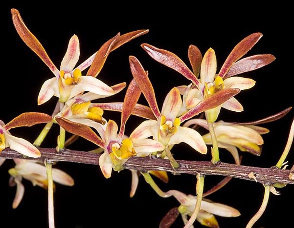 El Dendrobium carronii es una epífita de Queensland y Nueva Guinea © Giuseppe Mazza