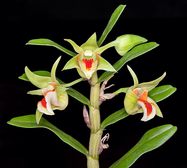 Dendrobium cruentum is an epiphyte at home in Myanmar, Thailand and Vietnam  © Giuseppe Mazza