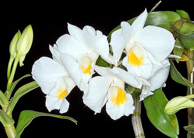 El Dendrobium formosum es una epífita del sudeste asiático, muy conocida en cultivación por la belleza de sus grandes flores que duran más de un mes. Pseudobulbos cilíndricos de 20-45 cm de largo y 1-1,5 cm de diámetro © Giuseppe Mazza