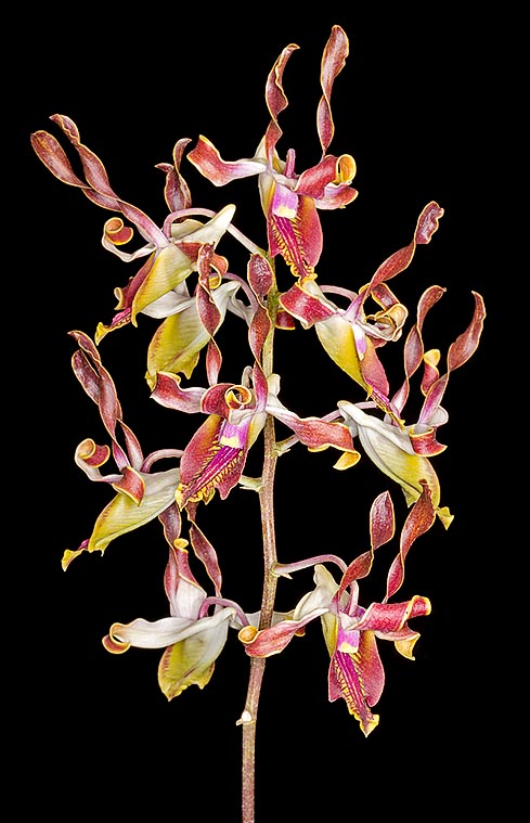 Dendrobium lasianthera is a New Guinea epiphyte. Spectacular 30-40 cm racemose inflorescences lasting even two months. Rare in cultivation © Giuseppe Mazza
