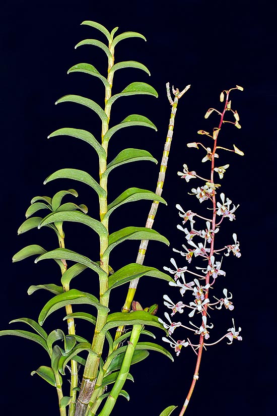 El Dendrobium lineale es una especie epífita o litófita de Nueva Guinea  © Giuseppe Mazza