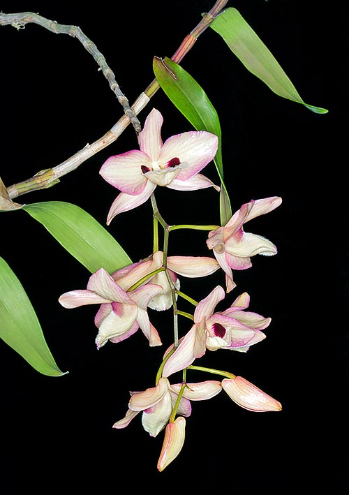 Dendrobium pulchellum is an epiphytic or lithophytic species at home in South East Asia with pseudobulbs reaching the 2 m and drooping 30 cm inflorescences ©Giuseppe Mazza