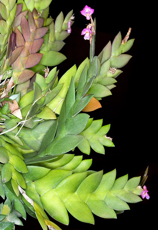 Rare en culture, Dendrobium rosellum se reconnait tout de suite au feuillage caractéristique. Epiphyte, vivant à 1000 m d’altitude dans les forêts denses de Bornéo, Malaisie et Sumatra © Giuseppe Mazza