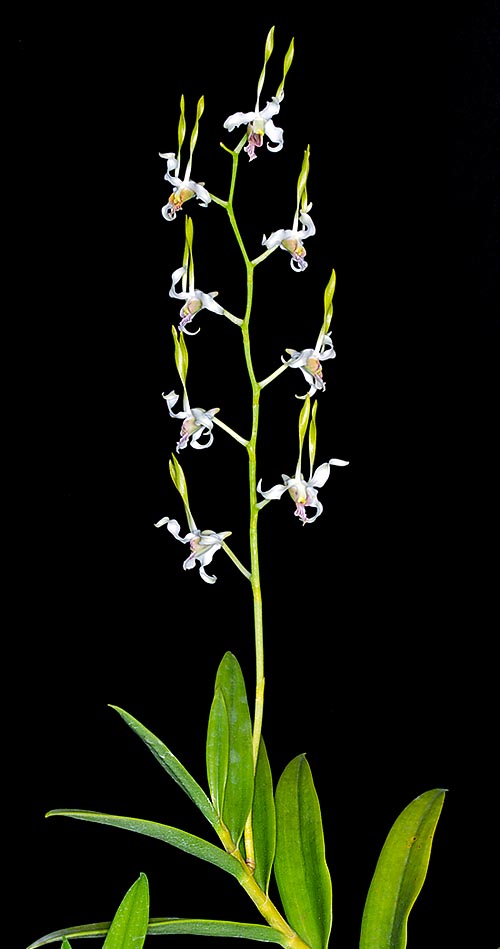 Dendrobium strebloceras grows in Moluccas humid forests © Giuseppe Mazza