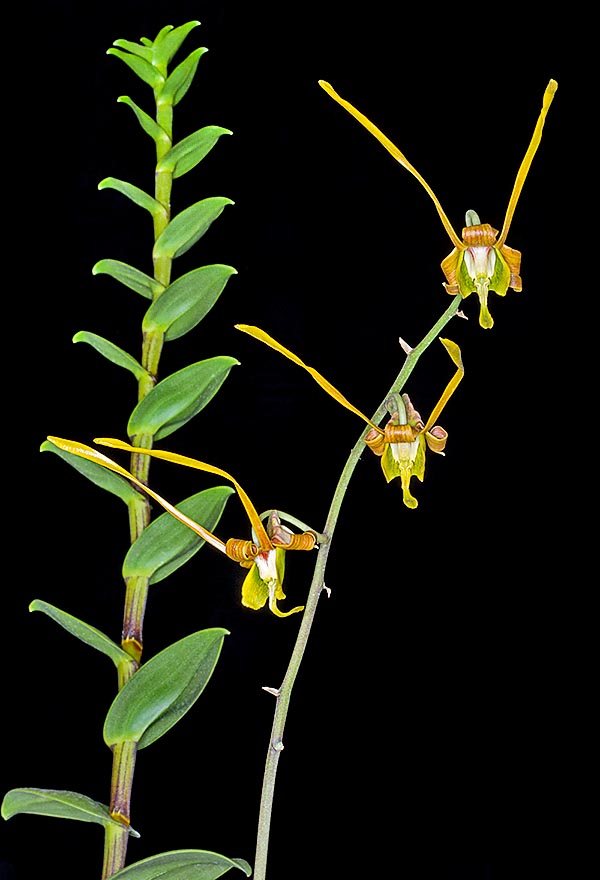 Dendrobium sutiknoi est une épiphyte insolite de Nouvelle-Guinée décrite seulement en 2005 © G. Mazza