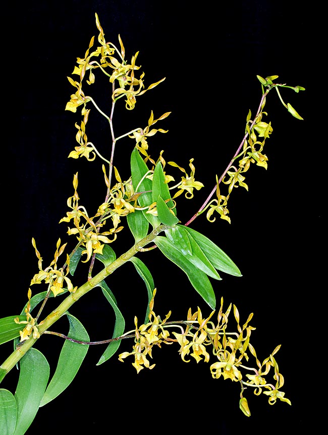 Dendrobium trilamellatum est une épiphyte, rarement lithophyte, d'Australie et de Nouvelle Guinée méridionale, où elle croît dans les savanes et les marécages jusqu'à environ 300 m d'altitude © Giuseppe Mazza