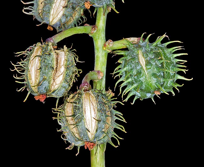 The fruit is a capsule covered by non-rigid spines. It has three valves, each with its seed, separating when ripe. First it cracks, then swells and suddenly ejects the seeds metres away © Giuseppe Mazza