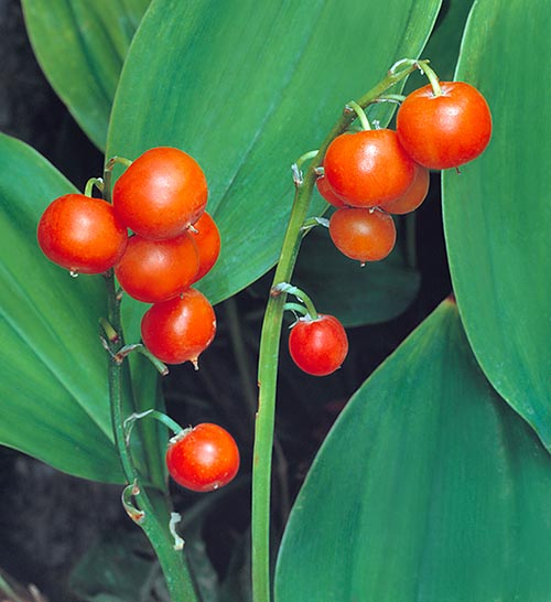 Convallaria majalis, Mughetto, Asparagaceae