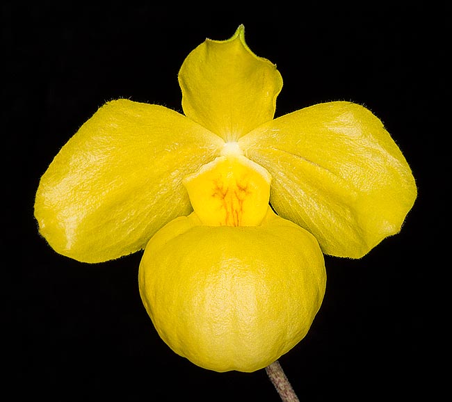 Paphiopedilum armeniacum, chez elle en Chine et en Birmanie, a été découverte seulement en 1979 © G. Mazza