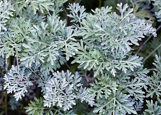 Artemisia absinthium es una planta herbácea perenne subcosmopolita con rizoma ramificado © Giuseppe Mazza