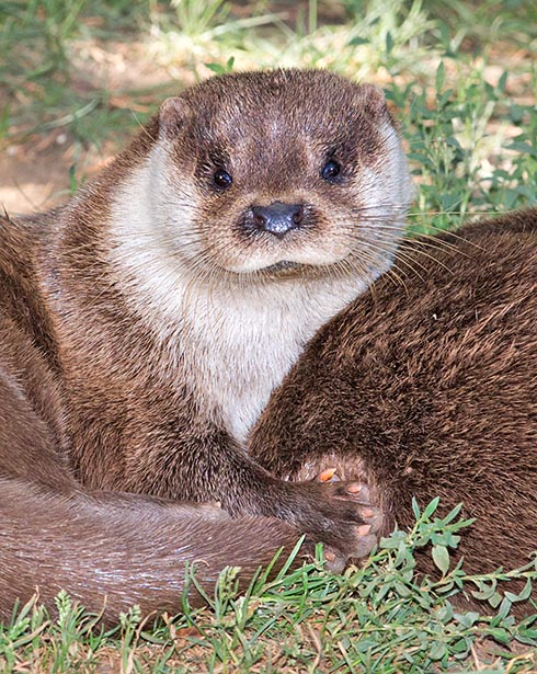 The EuroG. Mpean or Common otter (Lutra lutra) doesn't live only in Europe © Mazza