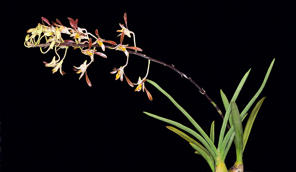 Orquídea miniatura, crece preferentemente sobre árboles del género Melaleuca. Las flores son perfumadas y duran 3 semanas © Giuseppe Mazza