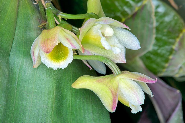 Miniature orchid, rare in cultivation, has flowers of 1,5-2 cm of diameter  © Giuseppe Mazza
