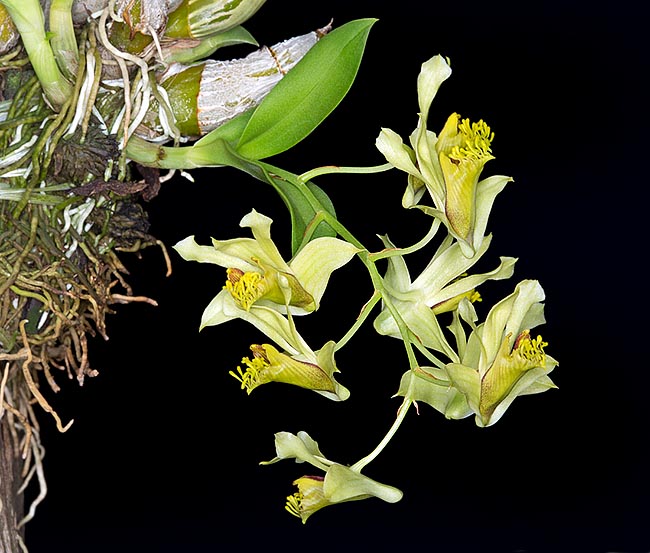 Originaire du Cambodge, de Birmanie, de Thaïlande et du Vietnam, Dendrobium delacourii est une petite épiphyte aux inflorescences de 10 à 20 cm. Les petites fleurs insolites mesurent de 1,6 à 2 cm et durent de 8 à 10 semaines © Giuseppe Mazza