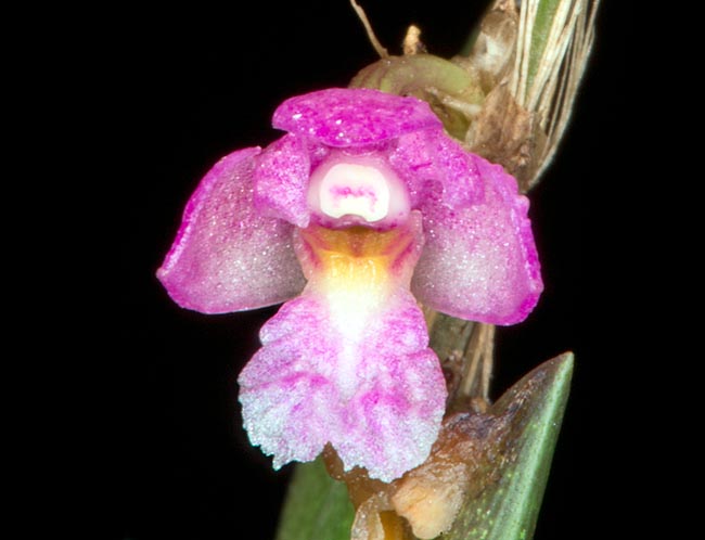 Pseudobulbi, talora ramificati, che possono raggiungere i 35 cm e fiorellini di 7 mm di diametro © Giuseppe Mazza