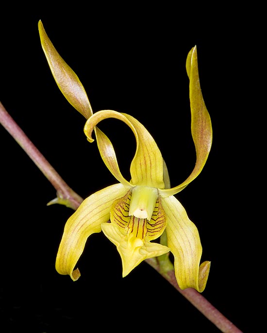 Rara en cultivación, tiene flores perfumadas, anchas 3,5-5 cm, reunidas en inflorescencias racemosas de 35-40 cm © Giuseppe Mazza