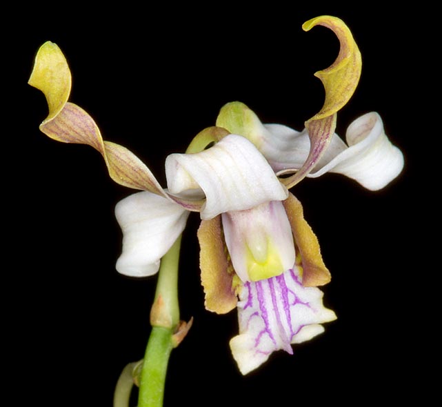 Rara en cultivación, tiene inflorescencias de 20-30 cm con flores de 2,5-3,5 cm  © Giuseppe Mazza