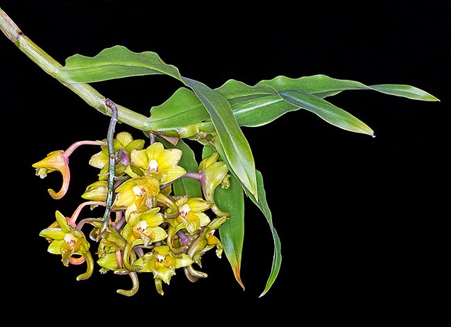 Raro en cultivación, el Dendrobium sarawakense es una epífita de Borneo  © Giuseppe Mazza