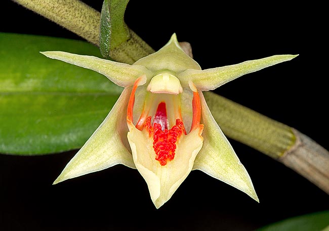 Especie rara, en riesgo de extinción, tiene flores triangulares de 3,5-6 cm que duran casi un mes © Giuseppe Mazza