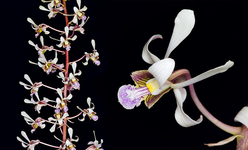 Especie rara en cultivación, con inflorescencia de color variable, largas hasta 80 cm, y flores perfumadas de 4-6 cm que pueden durar 2 meses  © Giuseppe Mazza