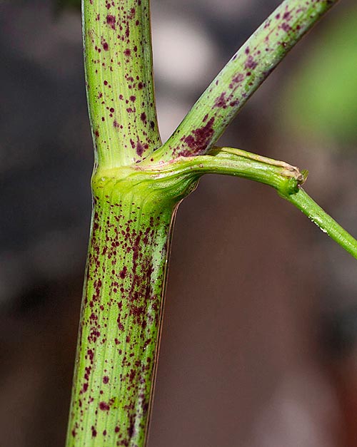 La tige creuse, rainurée en surface, du Conium maculatum est caractéristique avec ses taches couleur rouille et ses pétioles en forme de gaine à la base © Giorgio Venturini