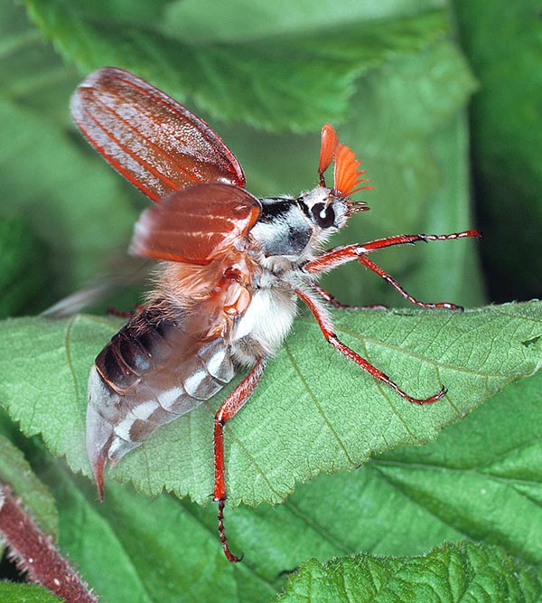 Si nota un leggero dimorfismo sessuale nelle antenne. I maschi mostrano infatti 7 antennomeri o lamelle, le femmine solo 6. Le larve passano nel sottosuolo circa 4 anni. Gli adulti vivono 7-8 settimane © Mazza
