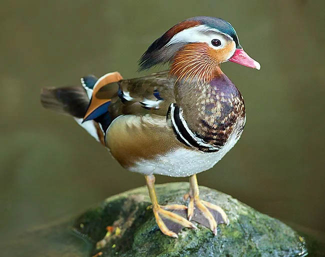 Aix galericulata, Anatra mandarina La dieta di Aix galericulata è costituita principalmente da piante e semi e viene integrata con lumache, insetti, rane e piccoli pesci; è più vegetariana nel periodo invernale. Si è naturalizzata in Inghilterra con oltre 3000 esemplari.