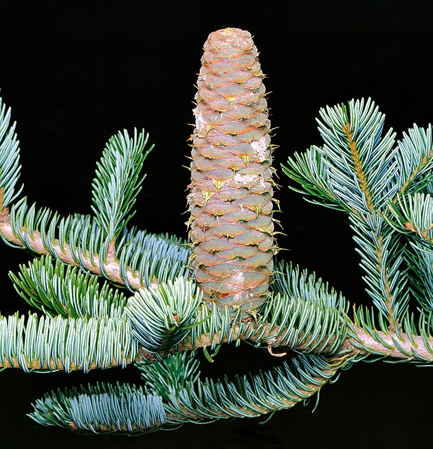 Any doubt if it's a silver or a red fir? Simple: the silver fir (Abies alba) cones look upward whilst the red fir (Picea abies) ones are bent downward © Giuseppe Mazza