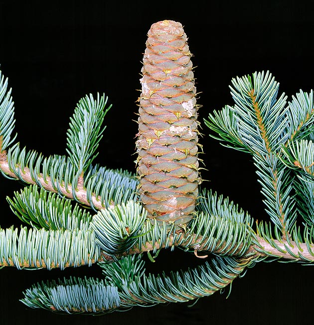 ¿Alguna duda de si es abeto blanco o pícea europea? Es simple: las piñas del abeto blanco (Abies alba) se muestran erectas mientras que las de la pícea (Picea abies) se muestran orientadas hacia abajo © Mazza