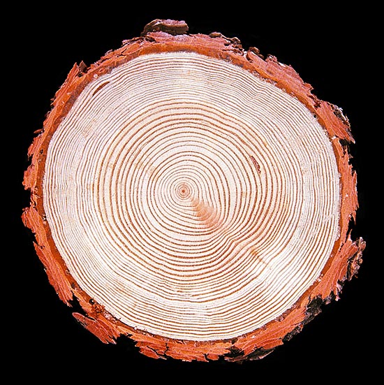 Count the rings. This is a young plant, but a larch can live even 2200 years. The wood is much praised due to the remarkable resistance to the atmospheric agents and the woodworms © Giuseppe Mazza