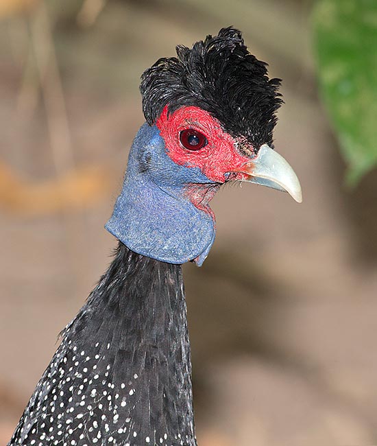 It is a shy bird with omnivorous diet: buds, stems, green leaves, bulbs, roots, seeds and fruits but also countless invertebrates like coleopterans, grasshoppers, dipterans, ants, termites, millipedes, spiders, earthworms and snails. The nest is a simple hidden hole dug into the ground © Giuseppe Mazza