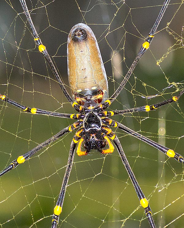 È uno dei più grandi ragni conosciuti. La femmina ha un corpo di circa 5 cm e supera con le zampe i 15 cm © Giorgio Venturini