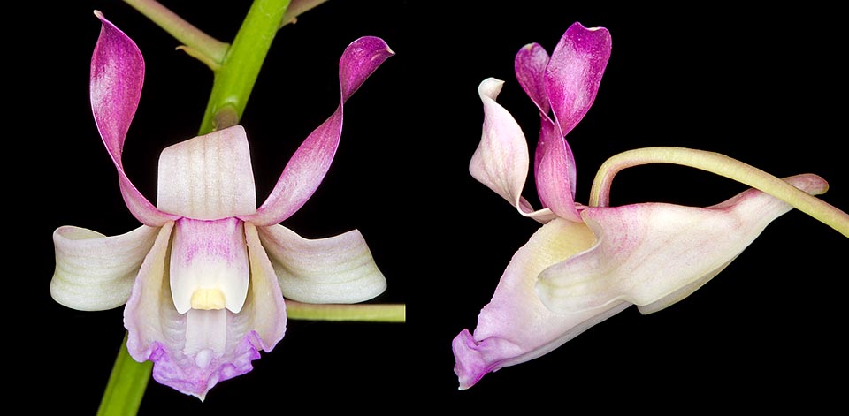 Gli pseudobulbi possono superare il metro e mezzo e le infiorescenze i 50 cm. Il fiore, visto qui di fronte e di lato, ha circa 6 cm di diametro © Giuseppe Mazza