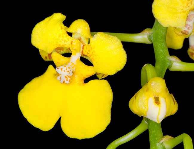 Les inflorescences atteignent un mètre. Les fleurs, larges jusqu’à 25 mm, durent 3-4 semaines © Giuseppe Mazza