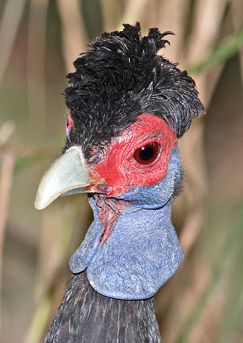 Relatively small head, characterized by a thick and messed up tuft of black feathers. Cheeks and neck with lively red-blue contrasts and a sort of wattle © Giuseppe Mazza