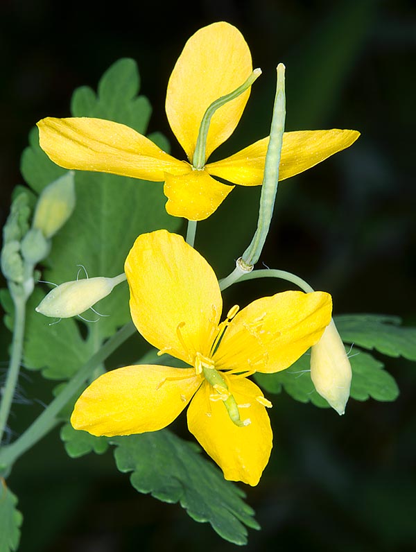 Chelidonium majus, celidonia, Papaveraceae