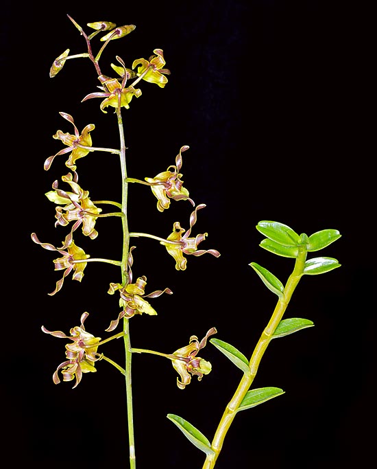 Dendrobium racieanum es una epífita descripta sólo en el 2003, casi desconocida en cultivación © Giuseppe Mazza