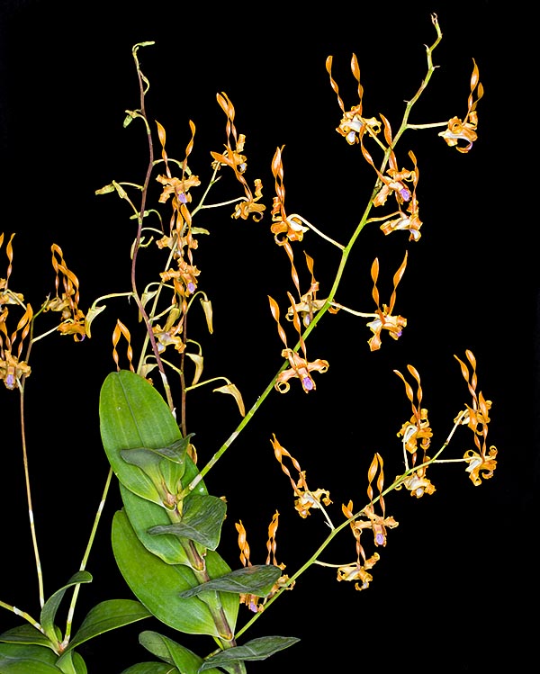 Dendrobium tangerinum is a species of north-eastern New Guinea where it grows epiphyte on the trees and as lithophyte on rocky slopes, from the sea level up to about 1800 m of altitude © Giuseppe Mazza