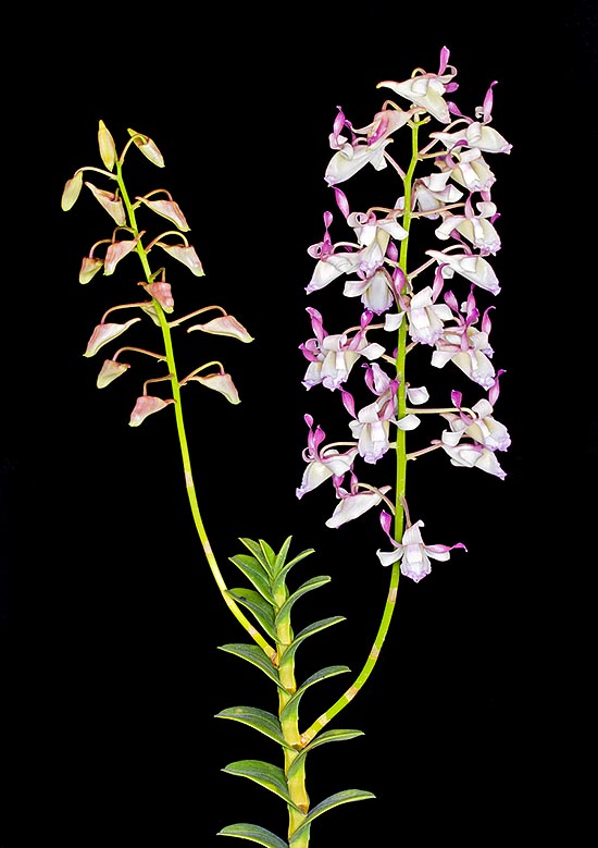 The Dendrobium taurinum grows epiphytic at low altitudes, often in mangrove forests, in the Philippines and the Moluccas. Very appreciated in cultivation, has originated various hybrids © Giuseppe Mazza