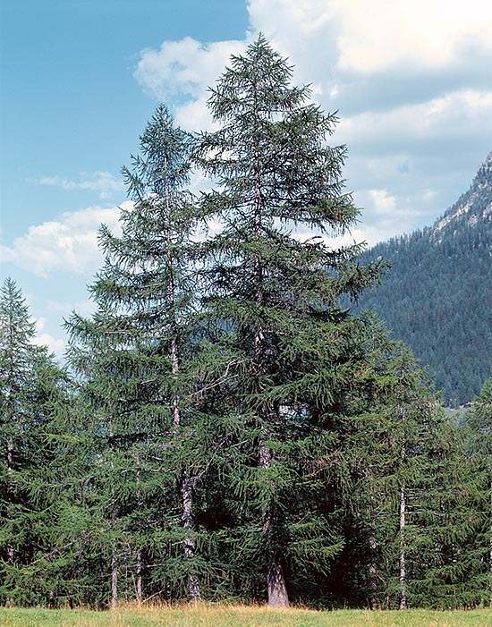 Larix decidua atteint 50 m de hauteur avec un diamètre de 1,5 m à la base, il grandit à 2 400- 2 600 m d'altitude. C'est une espèce pionnière avec une croissance rapide lorsqu'il est jeun © Giuseppe Mazza