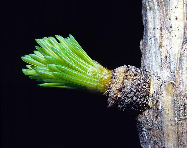 Larix decidua, Pinaceae, Larice, 