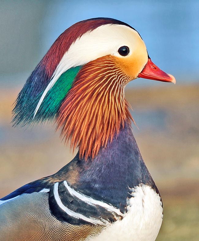 Aix galericulata, once at home in China, Russia and Japan, is one of the most famous ducks © Gianfranco Colombo 