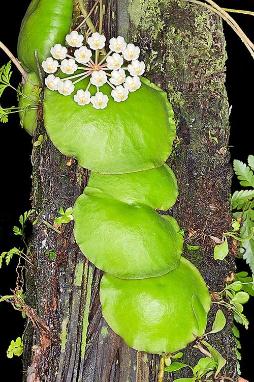 Hoya imbricata, espèce des Philippines caractérisée par de grandes feuilles superposées comme des tuiles, croît sur le tronc des arbres en symbiose avec des colonies de fourmis, auxquelles elle offre, en échange de nourriture, un abri entre ses feuilles © Giuseppe Mazza