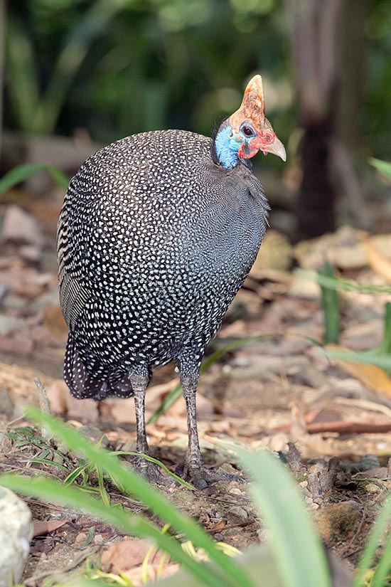 Numida meleagris, from which are born the domestic guineafowls, is native to Africa where counts 9 subspecies.It can be 53-63 cm long with 1150-1600 g of weight © Giuseppe Mazza