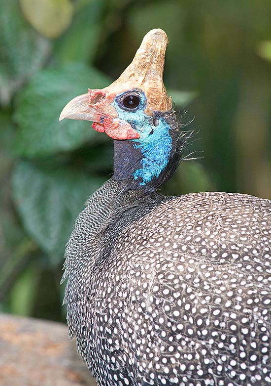 The bony helmeted protuberance of the head renders it unmistakable © Giuseppe Mazza