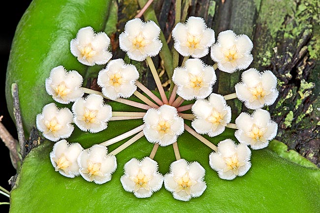 Las inflorescencias en umbela llevan numerosas flores de 8-10 mm. Insólita, rara y difícil de cultivar © G. Mazza