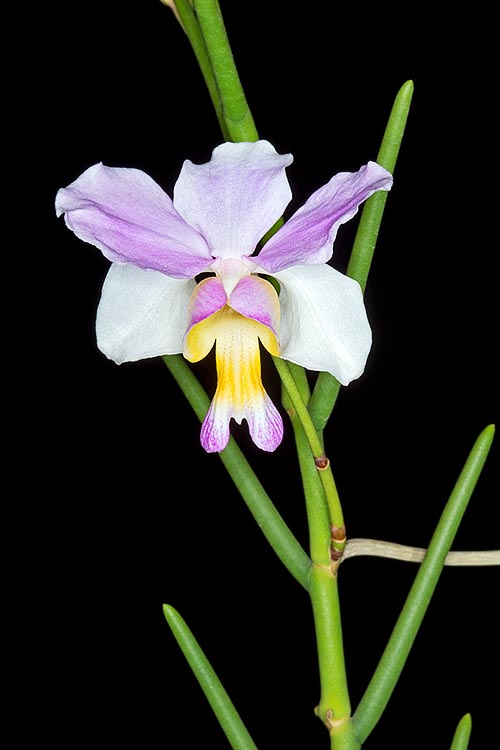 Papilionanthe teres is an epiphyte with even 2 m long stems of South-East Asia. The splendid, long-lasting and perfumed flowers are of 6-10 cm of diameter © G. Mazza
