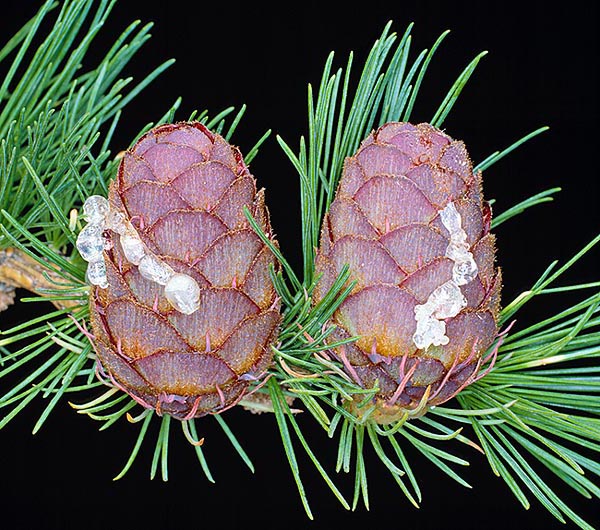 The cones ripe at year end, but the seeds, protected by the resinous scales, are freed only the following March. From the resin, which has various medicinal properties, they get the turpentine © Giuseppe Mazza