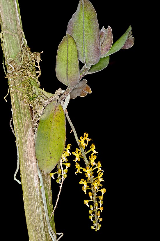 Malleola baliensis est une petite épiphyte à la tige cylindrique entourée de feuilles coriaces © Giuseppe Mazza